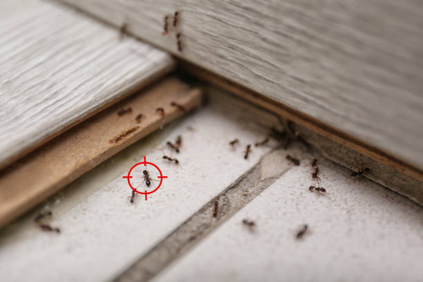 Best Bed Bug Extermination  in Glenwood, GA