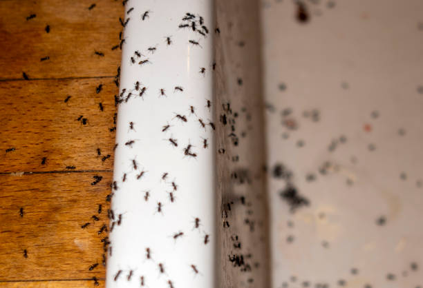 Best Pest Removal Services  in Glenwood, GA