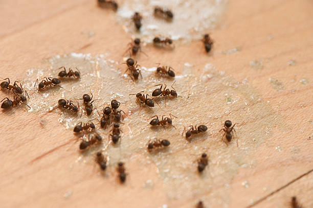 Best Local Pest Control Services  in Glenwood, GA