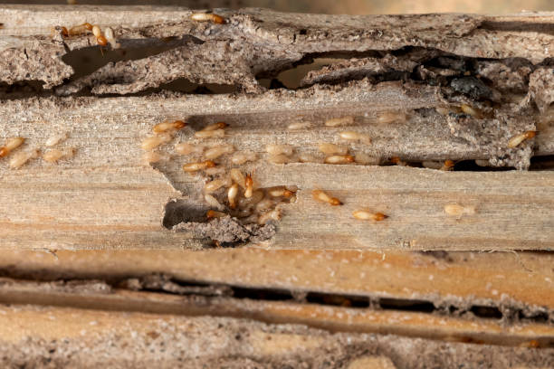 Best Flea Control Services  in Glenwood, GA